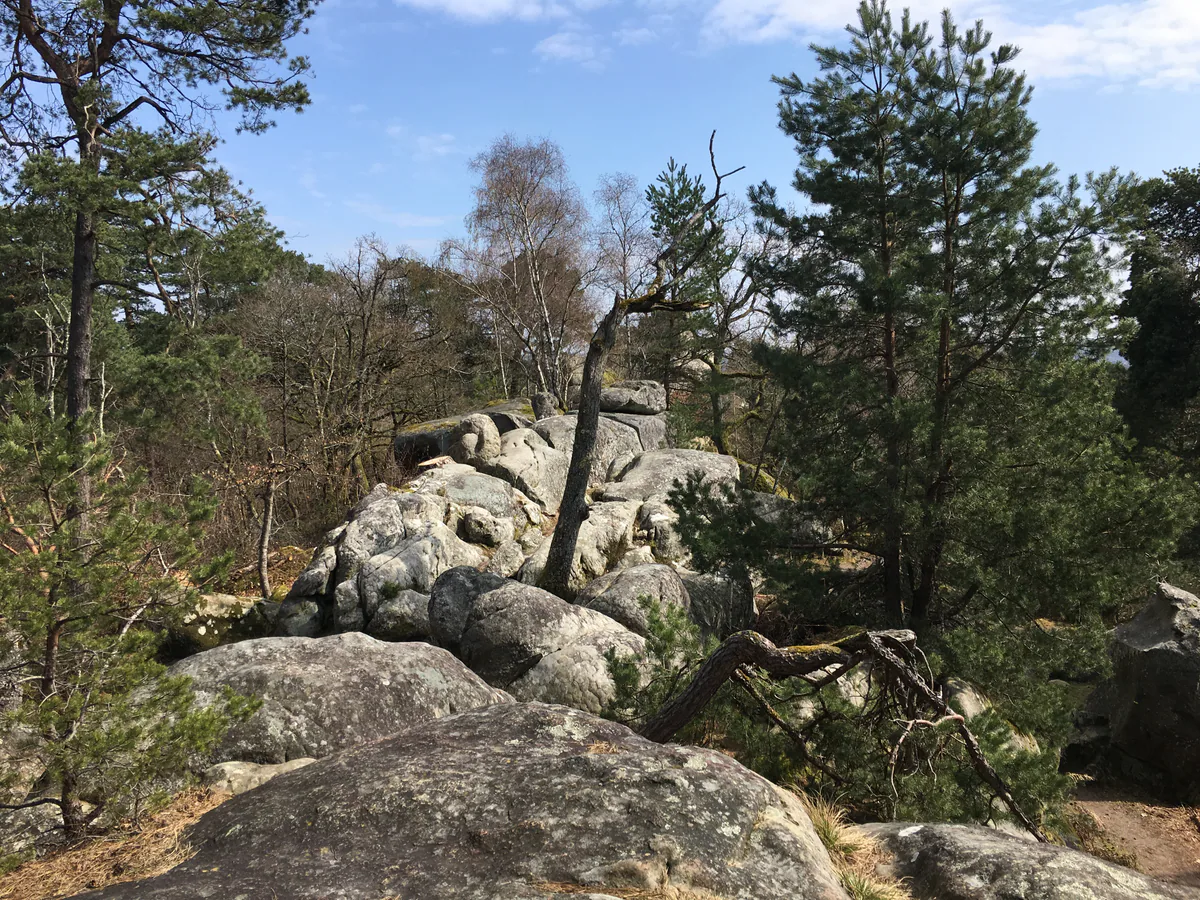 Sandstone boulders and pines in a Fontainebleau climbing area