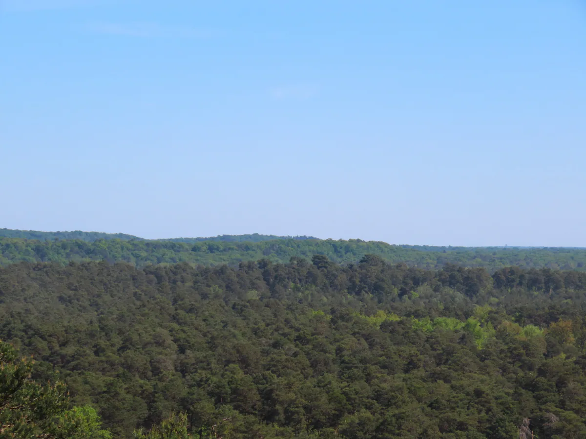 Pines and the broad canopy of the Fontainebleau forest