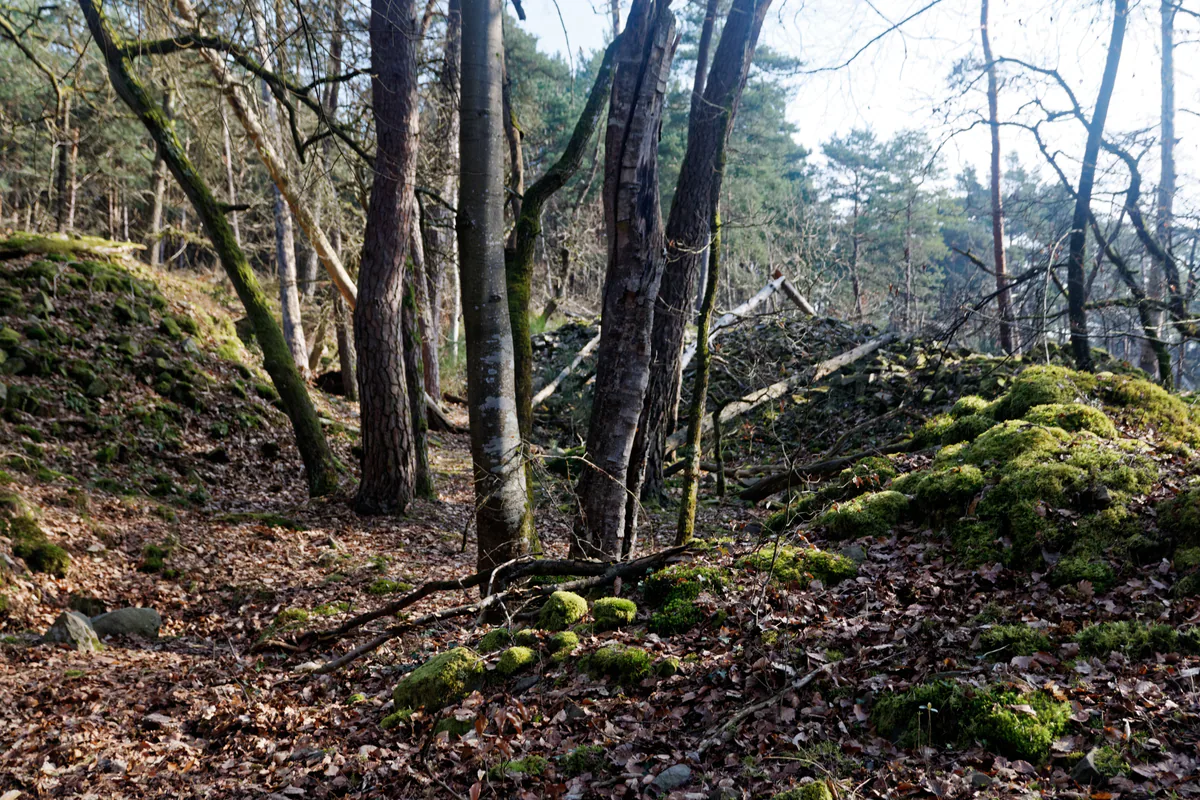 A small trail among trees, leaves and rocks in Fontainebleau Forest