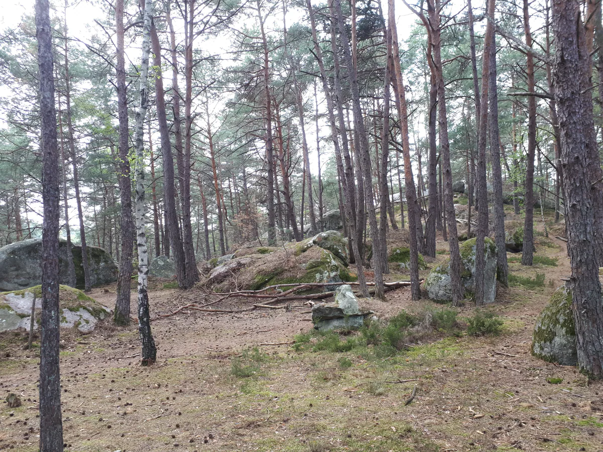 Pins, sable et blocs de grès dans la forêt des Trois Pignons